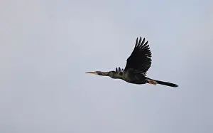Anhinga Bird Stampe: Anhinga, Anhinga anhinga