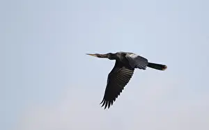 Anhinga Bird Stampe: Anhinga, Anhinga anhinga