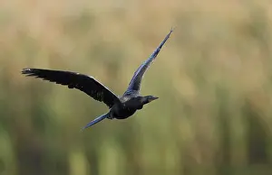Anhinga Bird Stampe: Anhinga, Anhinga anhinga