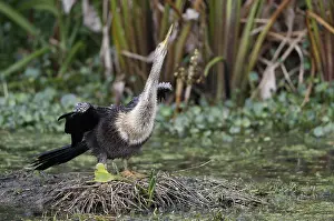 Anhinga Bird Stampe: Anhinga, Anhinga anhinga