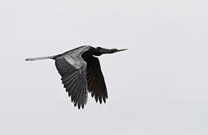 Anhinga Bird Stampe: Anhinga, Anhinga anhinga