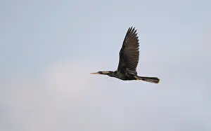 Anhinga Bird Stampe: Anhinga, Anhinga anhinga
