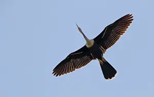 Anhinga Bird Stampe: Anhinga, Anhinga anhinga