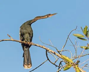 Stampa con cornice : Anhinga, Anhinga anhinga.