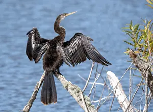 Anhinga Bird Stampe: Anhinga, Anhinga anhinga