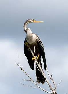 Anhinga Bird Stampe: Anhinga, Anhinga anhinga