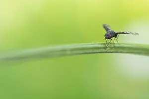Diptera Insects Stampe: Anthrax varius