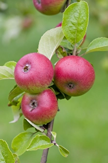 Apple Tree Stampe: Appel, Apple