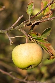 Plant Photography Stampe: Appel, Apple