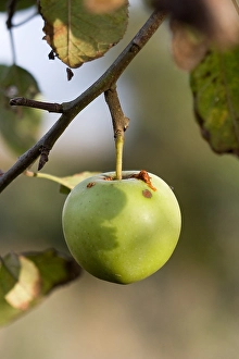 Harvest Season Photography Stampe: Appel, Apple