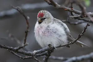 Bird Species In Europe Stampe: Arctic Redpoll