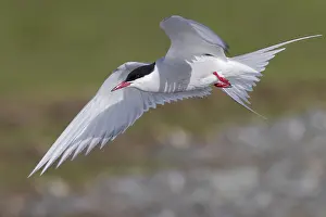 Arctic Tern Stampe: Arctic Tern
