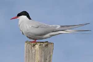 Arctic Tern Stampe: Arctic Tern
