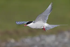 Arctic Tern Stampe: Arctic Tern