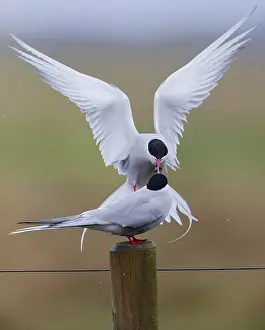 Flying Birds Stampe: Arctic Tern