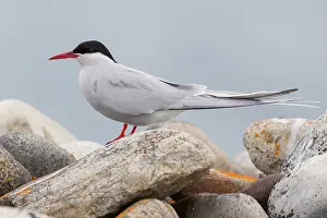 Nature Images Stampe: Arctic Tern