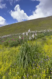 Mountain Landscape Italy Stampe: Asphodelus macrocarpus