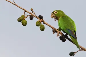 Foraging In The Wild Stampe: Aztec Parakeet, Eupsittula astec astec
