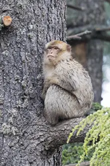 Cercopithecidae Family Stampe: Barbary Macaque