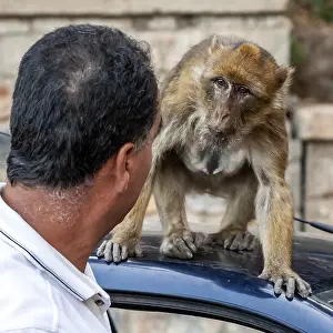 Stampa con cornice : Macaco barbary, Macaca sylvanus. Stampa con cornice : Macaco barbary, Macaca sylvanus.