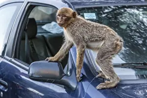 Barbary Macaque Stampe: Barbary Macaque, Macaca sylvanus