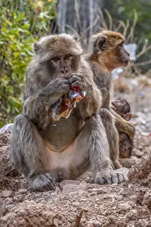Barbary Macaque Stampe: Barbary Macaque, Macaca sylvanus