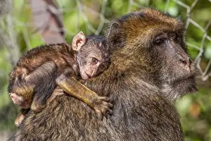 Barbary Macaque, Macaca sylvanus