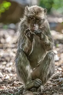 Barbary Macaque Stampe: Barbary Macaque, Macaca sylvanus