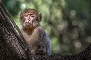 Barbary Macaque, Macaca sylvanus