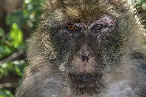 Barbary Macaque, Macaca sylvanus