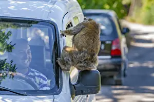 Barbary Macaque, Macaca sylvanus.