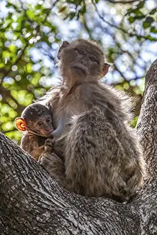 Macaco barbary, Macaca sylvanus.