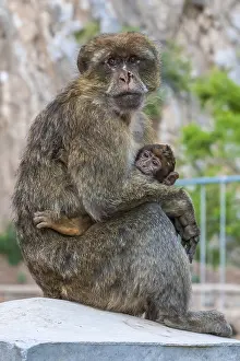 Barbary Macaque, Macaca sylvanus.