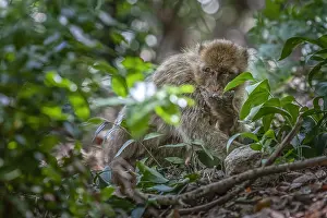 Macaca Sylvanus Stampe: Barbary Macaque, Macaca sylvanus