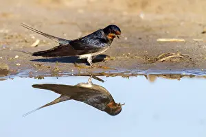 Hirundo Rustica Stampe: Barn Swallow