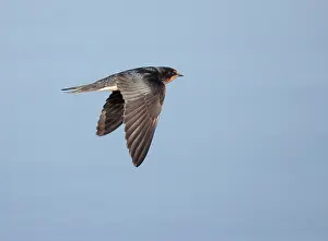 Hirundo Rustica Images Stampe: Barn Swallow, Hirundo rustica