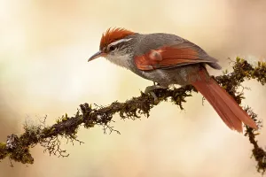 Peru Bird Species Stampe: Baron's Spinetail
