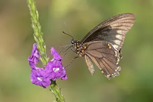 South American Butterflies Stampe: Battus polydamas