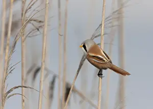 Tit di bosco, Panurus biarmicus