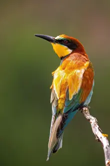 European Bee Eater Stampe: Bee-eater; Merops apiaster