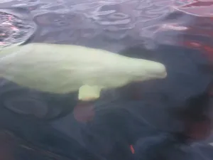 Beluga Whale Stampe: Beluga