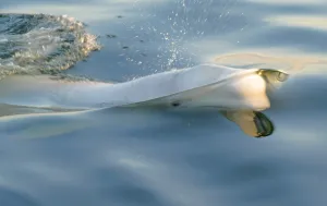 Beluga Whale Stampe: Beluga