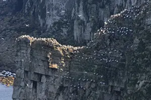Seabird Colony Stampe: Bempton Cliffs