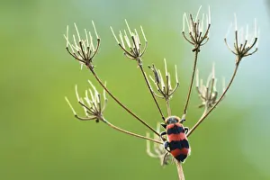 Trichodes Apiarius Stampe: Bijenwolf, Trichodes apiarius