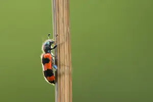 Trichodes Apiarius Stampe: Bijenwolf, Trichodes apiarius