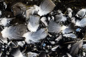 Black And White Bird Images Stampe: Bird feathers