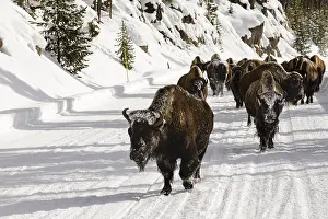 Yellowstone Bison Stampe: Bison, Bison bison