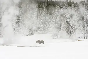 Bison In Winter Stampe: Bison, Bison bison