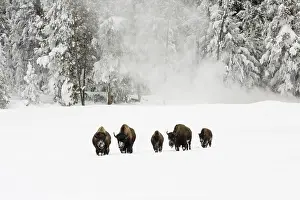 Bison In Winter Stampe: Bison, Bison bison