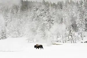 Bison In Winter Stampe: Bison, Bison bison